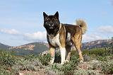 AKITA AMERICAIN 294